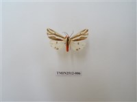 藏品(褐帶污燈蛾)的圖片